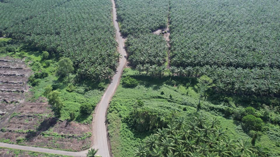 Aerial view of a road passing through palm plantations in West New Britain.